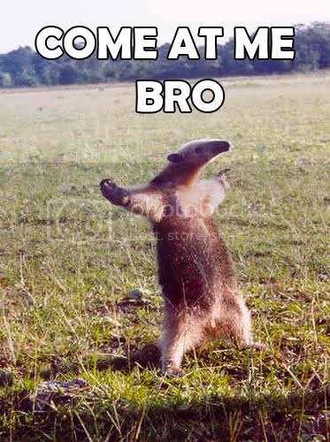 come-at-me-bro-anteater.jpg